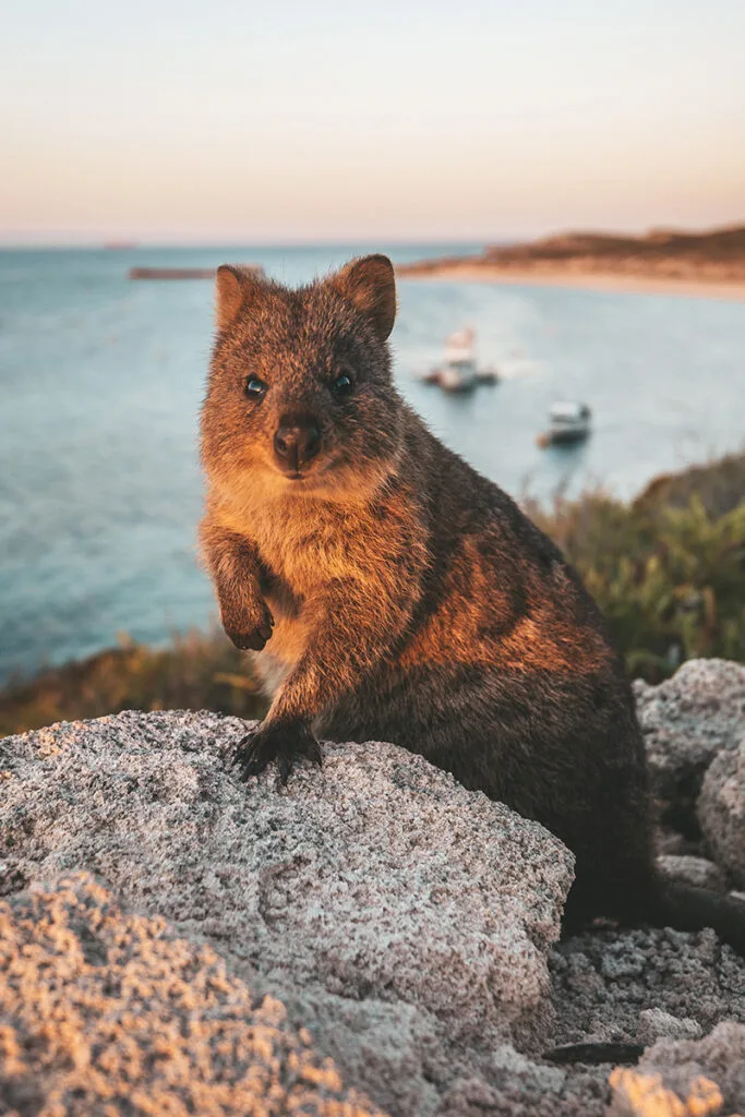 Quokka at Rottnest Island destination Australia