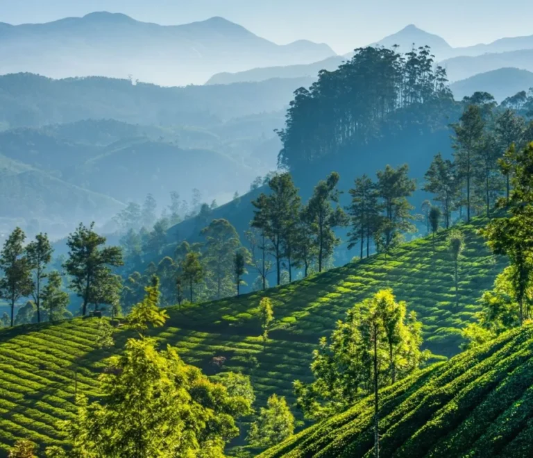 Kerala Munnar