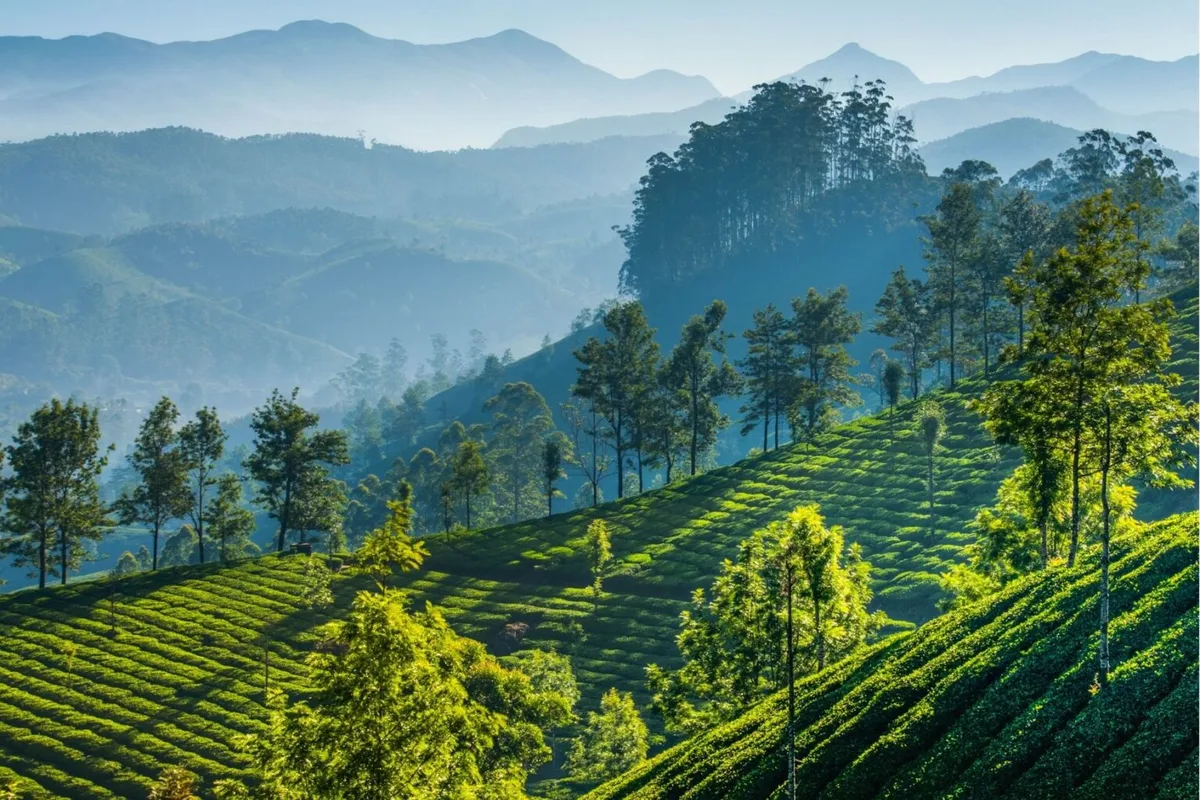 Kerala Munnar