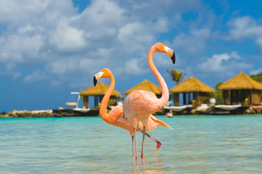 Iconic Flamingo Island