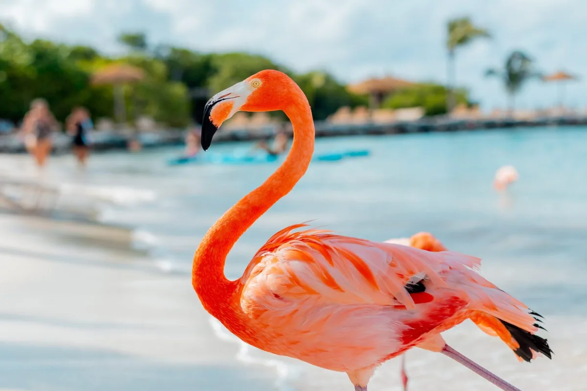 Island lino ogenio M2 d oRJ7LA unsplash scaled, Aruba