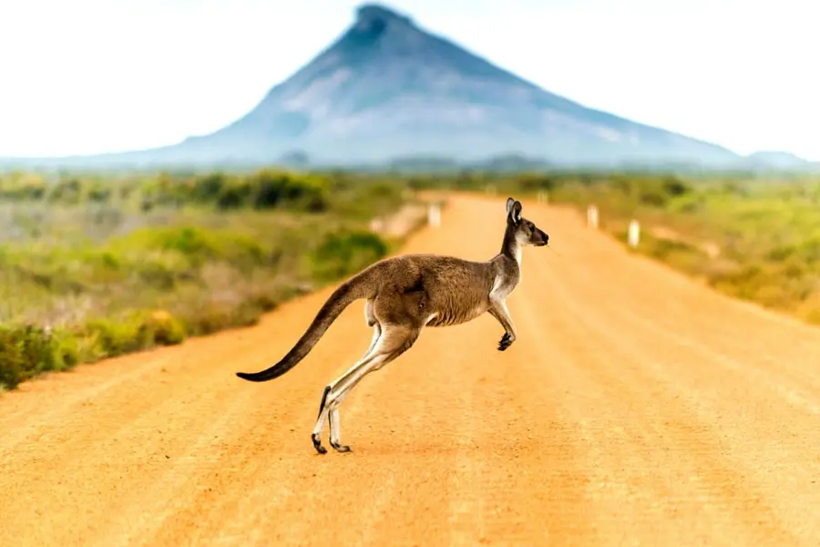 most beautiful places in australia canguri