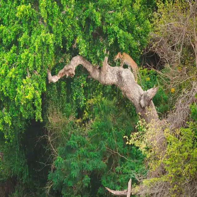 Yala National Park