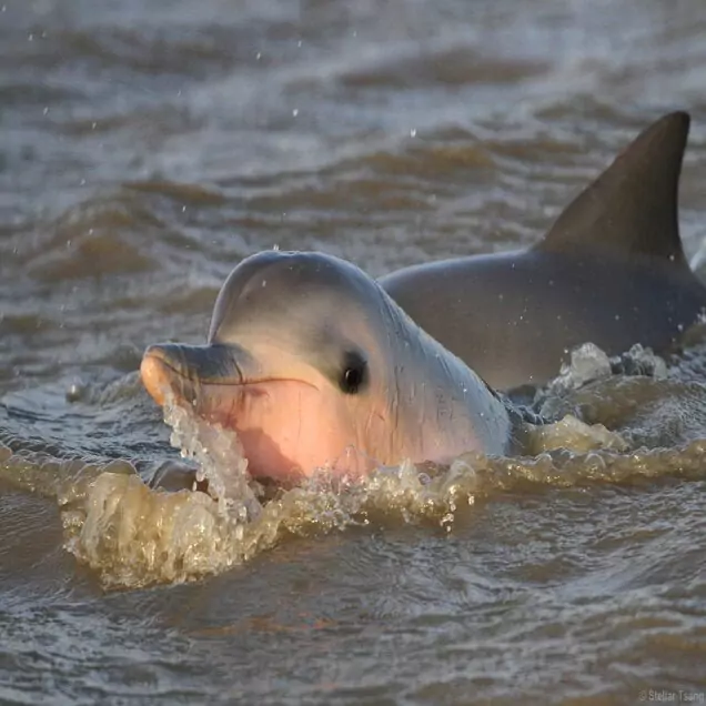 Dolphin in the Commewijne river