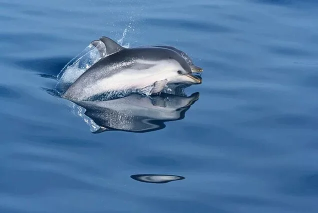 Ocean