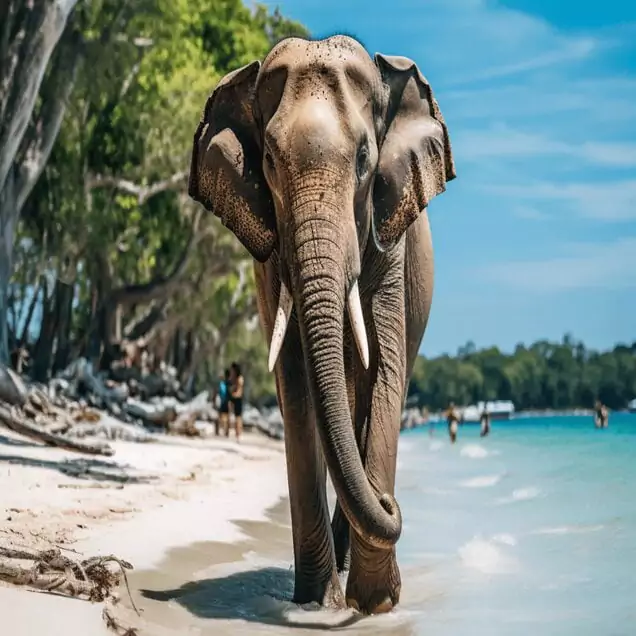 Andaman and Nicobar Islands