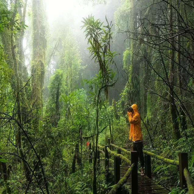 Rainforest of Thailand’s mountains