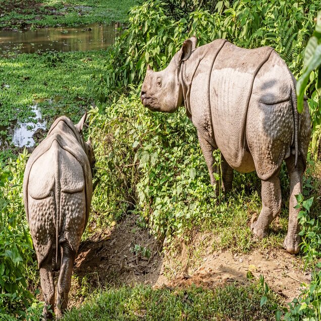 Chitwan National Park