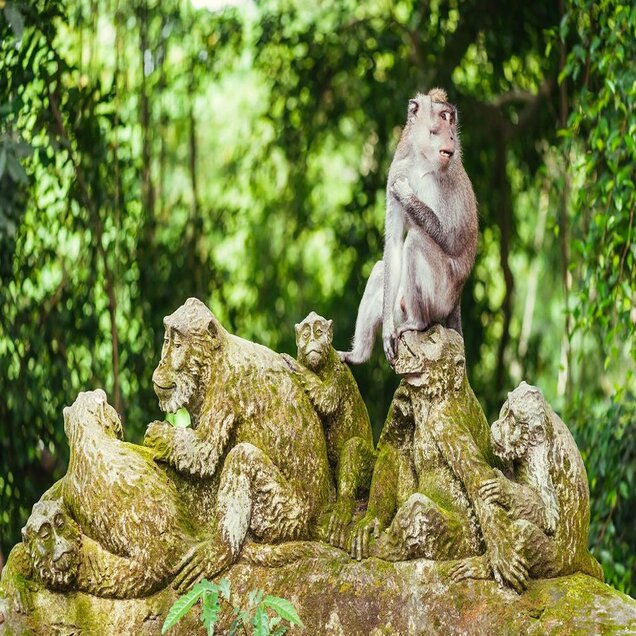 Monkey Forest