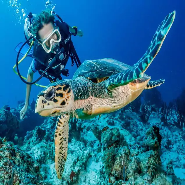 Snorkel with Manta Rays and Sea Turtles