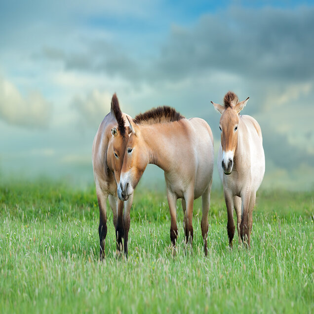 Hustai National Park – Przewalski’s horses