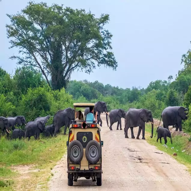 National park safari