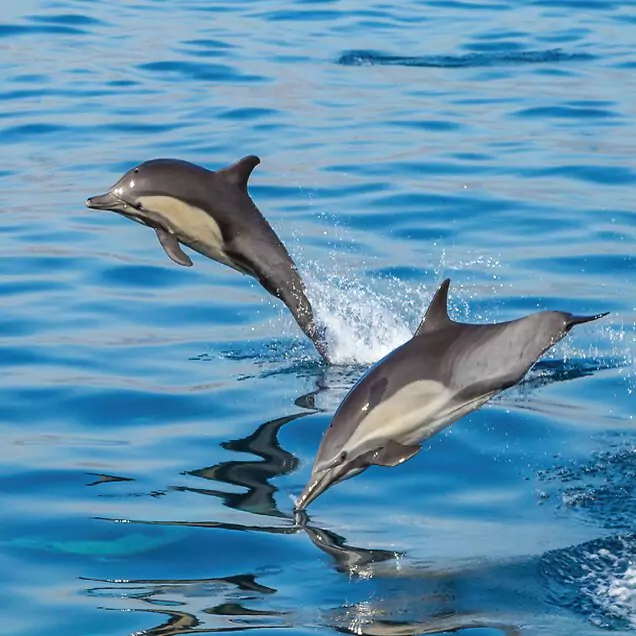 Dolphin Safari
