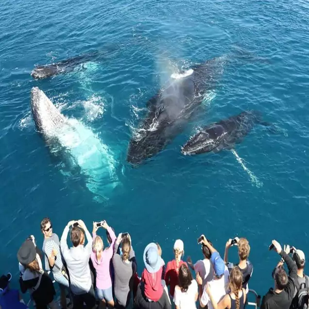 Whale watching Sir Linka